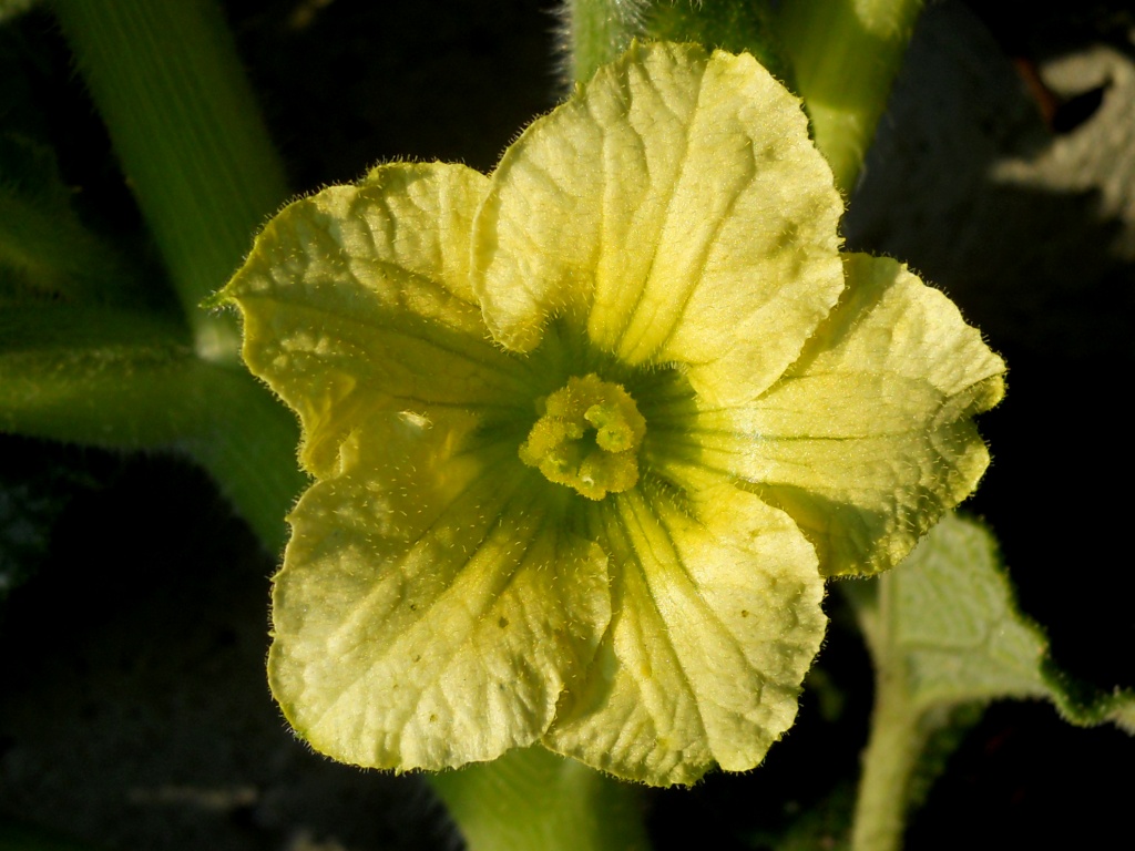 Fiore giallo - Ecballium elaterium